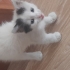 Yuva arayan guzel kedi fotoğraf