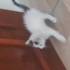 Yuva arayan guzel kedi fotoğraf