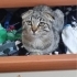 Eve ihtiyacı var fotoğraf