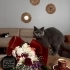 Uysal bebek rosa fotoğraf