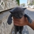 minik yavrulara acil yer ya da yuva fotoğraf