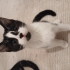 Üç aylık oyuncu dişi kedi fotoğraf