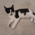 Üç aylık oyuncu dişi kedi fotoğraf
