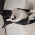 Üç aylık şirin oyuncu dişi kedi fotoğraf