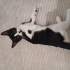 Üç aylık şirin oyuncu dişi kedi fotoğraf