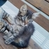 yurdun avlusundaki yavru kedi fotoğraf