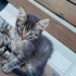 yurdun avlusundaki yavru kedi fotoğraf