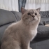 british shorthair boncuğumuz fotoğraf