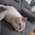 british shorthair boncuğumuz fotoğraf