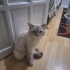 british shorthair boncuğumuz fotoğraf