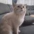 british shorthair boncuğumuz fotoğraf
