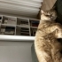 Sakin ve minnoş kedimiz için yuva arıyoruz.Ücretsiz sahiplendirme fotoğraf