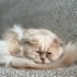 Oyunbaz kedi ŞAŞKIN. Ücretsiz sahiplendirme. fotoğraf