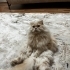 Oyunbaz kedi ŞAŞKIN. Ücretsiz sahiplendirme. fotoğraf
