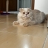 Oyunbaz kedi ŞAŞKIN. Ücretsiz sahiplendirme. fotoğraf