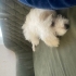 Dört aylık maltipoo cinsi oğlumuz fotoğraf