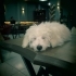 Dört aylık maltipoo cinsi oğlumuz fotoğraf