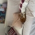 Oyuncu, Uysal ve Tuvalet Eğitimli Ömürlük Yuvasını Arıyor 🐾 fotoğraf