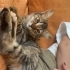 5 küçük aşk yuva arıyor fotoğraf