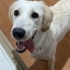 Mia 7 aylık dişi fotoğraf