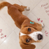 Ücretsiz sahiplenme beagle melez dünya güzeli fotoğraf