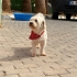 🤍 **Kıvırcık tüylü minik oğlan yuvasını arıyor!** 🐾 fotoğraf