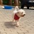 🤍 **Kıvırcık tüylü minik oğlan yuvasını arıyor!** 🐾 fotoğraf