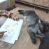 Minnos sevecen sakin fotoğraf