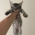 Minik Simba Yuvasını Arıyor! Bu Küçük Kalbe Bir Şans Verir misiniz? fotoğraf
