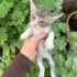 Görme engelli yavrular 🐾 fotoğraf