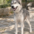 🐾 Yuva Arayan 3 Yaşında Dişi Husky fotoğraf