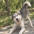 🐾 Yuva Arayan 3 Yaşında Dişi Husky fotoğraf