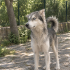 🐾 Yuva Arayan 3 Yaşında Dişi Husky fotoğraf