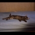 siyah duman silver tabby desenli british 3 yasinda fotoğraf