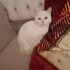 Kartopu ailesini arıyor fotoğraf