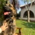 Zeus için ömürlük yuva arıyoruz fotoğraf