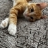 YAKIŞIKLI BİR SARI KAFAYA ÖMÜRLÜK DOST OLMAK İSTER MİSİNİZ fotoğraf