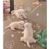 Ücretsiz sahiplenme labrador melez yavru kardeşler fotoğraf