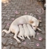 Ücretsiz sahiplenme labrador melez yavru kardeşler fotoğraf