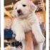 Ücretsiz sahiplenme labrador melez yavru kardeşler fotoğraf