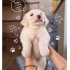 Ücretsiz sahiplenme labrador melez yavru kardeşler fotoğraf