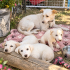 Ücretsiz sahiplenme labrador melez yavru kardeşler fotoğraf