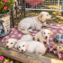 Ücretsiz sahiplenme labrador melez yavru kardeşler fotoğraf