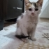 Sırnaşık sevgi dolu fotoğraf