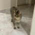 Saglik problemimden dolayi bakamiyorum sahiplendiriyorum fotoğraf