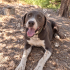 Ücretsiz sahiplenme Basset hound fotoğraf