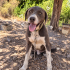 Ücretsiz sahiplenme Basset hound fotoğraf