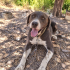 Ücretsiz sahiplenme Basset hound fotoğraf