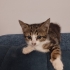 Minik yavru kedi Fındık Mındık a kalıcı yuva arıyoruz fotoğraf