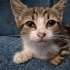 🐾 Minik Fındık yuvasını arıyor🐾 fotoğraf